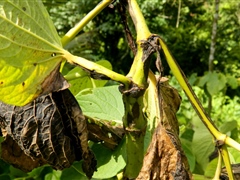 Kava leaves with dieback symptoms - Risk to potential export crop